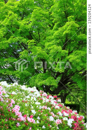 Myomanji Temple, the head temple of the Sotogawa sect: Azaleas in full bloom Myomanji Temple, the head temple of the Sotogawa sect: Azaleas in full bloom 139284124