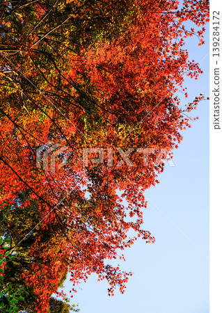 Maple trees with autumn leaves in the grounds of a temple in Kyoto Maple trees with autumn leaves in the grounds of a temple in Kyoto 139284172
