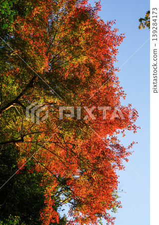 Maple trees with autumn leaves in the grounds of a temple in Kyoto Maple trees with autumn leaves in the grounds of a temple in Kyoto 139284173