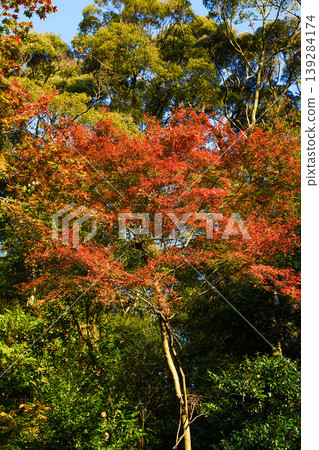 Maple trees with autumn leaves in the grounds of a temple in Kyoto Maple trees with autumn leaves in the grounds of a temple in Kyoto 139284174