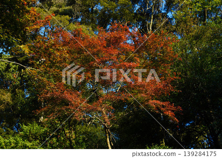 Maple trees with autumn leaves in the grounds of a temple in Kyoto Maple trees with autumn leaves in the grounds of a temple in Kyoto 139284175