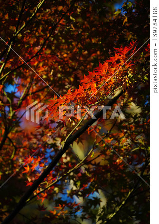 Maple trees with autumn leaves in the grounds of a temple in Kyoto Maple trees with autumn leaves in the grounds of a temple in Kyoto 139284188