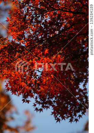 Maple trees with autumn leaves in the grounds of a temple in Kyoto Maple trees with autumn leaves in the grounds of a temple in Kyoto 139284189