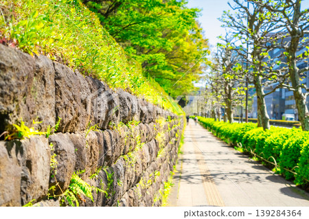 春意盎然的東京，青山大街上的皇太子宮前，綠意盎然。 139284364