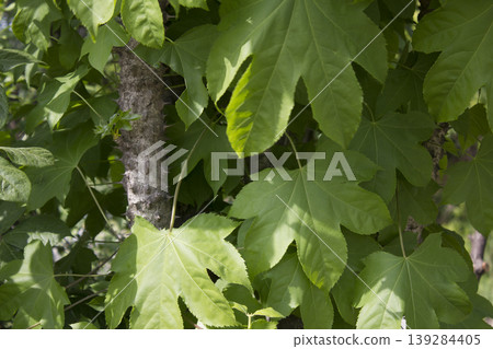 close up Kalopanax septemlobus branch with prickle. 139284405