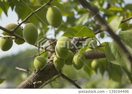 Plums hanging on branches on a farm. 139284406