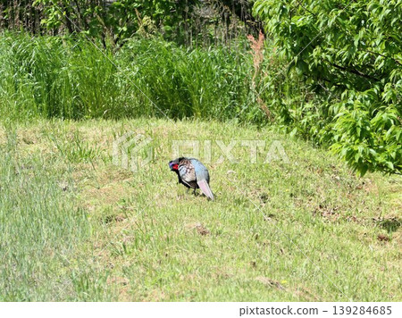 A male pheasant was calling out with a high-pitched voice on the embankment of a fallow rice field. 24 139284685