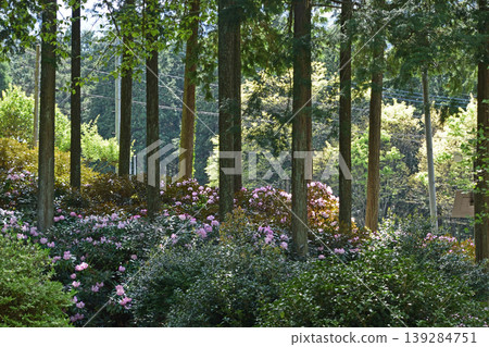 久保亭公園的杜鵑花 久保亭公園的杜鵑花 139284751