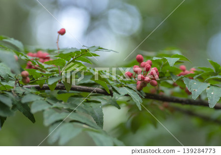 Sansho fruit Sansho fruit 139284773