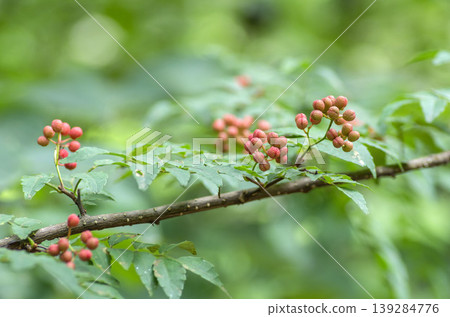 Sansho fruit Sansho fruit 139284776