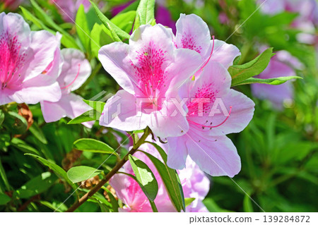 Hōfukuji Azalea Park - Azaleas in full bloom Hōfukuji Azalea Park - Azaleas in full bloom 139284872