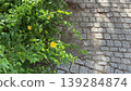 Kerria flowers and stylish asphalt wallpaper 139284874