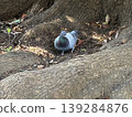 Pigeons looking for food 139284876