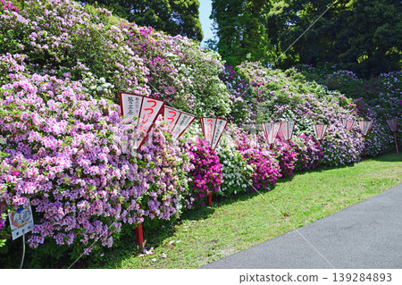 Hōfukuji Azalea Park - Azaleas in full bloom Hōfukuji Azalea Park - Azaleas in full bloom 139284893