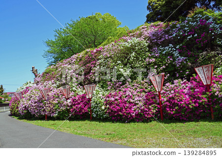保福寺杜鵑公園－杜鵑花盛開 139284895