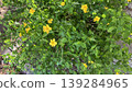 The lovely flowers of the Japanese kerria 139284965