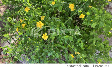 The lovely flowers of the Japanese kerria The lovely flowers of the Japanese kerria 139284965