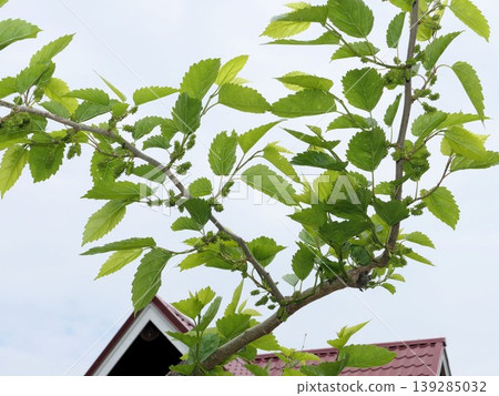 Late April: Mulberries starting to grow a little. (2) Late April: Mulberries starting to grow a little. (2) 139285032