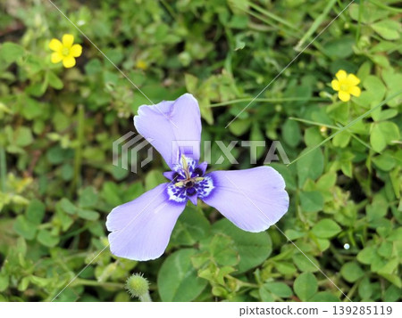 End of April, Chilean iris, 1 End of April, Chilean iris, 1 139285119