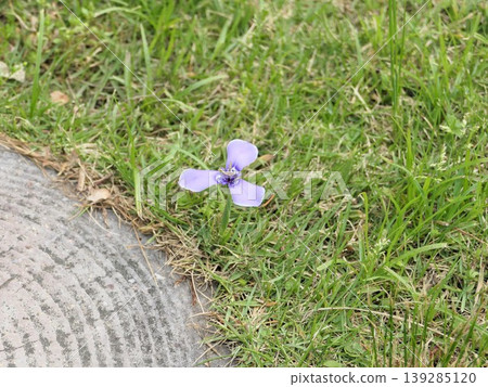 End of April, Chilean iris, part 2 End of April, Chilean iris, part 2 139285120