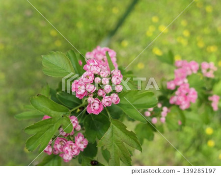 Late April, pink hawthorn blossoms, 3 Late April, pink hawthorn blossoms, 3 139285197