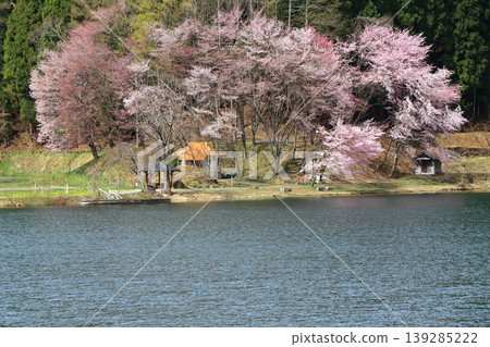 中津湖,櫻花盛開的春天 中津湖,櫻花盛開的春天 139285222