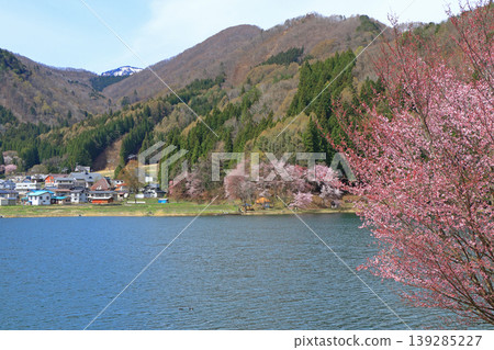 Lake Nakatsuna Sakura blooming spring Lake Nakatsuna Sakura blooming spring 139285227