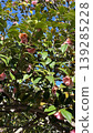 Pink camellia background 139285228