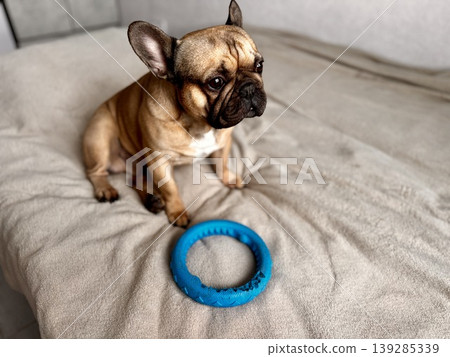 A cute, contented French bulldog of fawn color lies on a bed with a beige bedspread in a close-up home environment A cute, contented French bulldog of fawn color lies on a bed with a beige bedspread in a close-up home environment 139285339