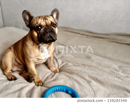 A cute, contented French bulldog of fawn color lies on a bed with a beige bedspread in a close-up home environment A cute, contented French bulldog of fawn color lies on a bed with a beige bedspread in a close-up home environment 139285340