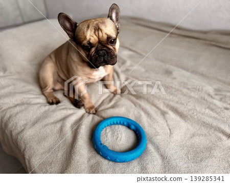 A cute, contented French bulldog of fawn color lies on a bed with a beige bedspread in a close-up home environment 139285341