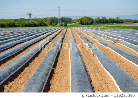 Agricultural field rows covered with plastic mulch farming 139285390