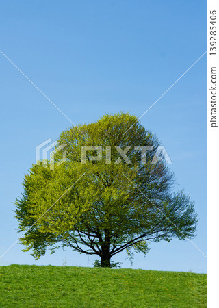 Single green tree on grassy hill Single green tree on grassy hill 139285406