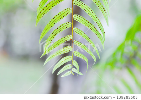 Fern Spore, Fern Spores or indusium, pteridophyta or sorus or Sorus of fern or Sorus of ferns or sporanggium or bracken fern or dennstaedtiaceae or diplazium esculentum or fern plant Fern Spore, Fern Spores or indusium, pteridophyta or sorus or Sorus of fern or Sorus of ferns or sporanggium or bracken fern or dennstaedtiaceae or diplazium esculentum or fern plant 139285503