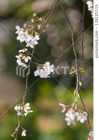 Weeping cherry blossoms bathed in soft light Weeping cherry blossoms bathed in soft light 139285519