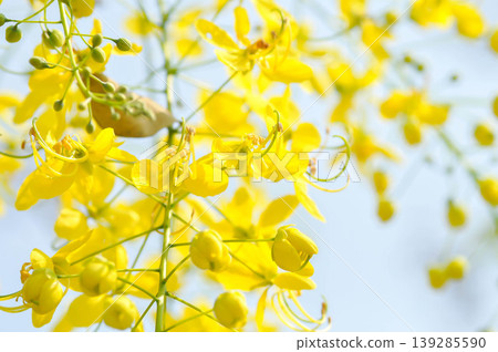 Golden shower , Cassia fistula or pudding pipe tree or Cassia fistula Linn and sky 139285590
