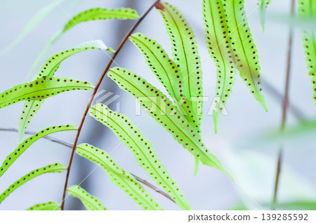 Fern Spore, Fern Spores or indusium, pteridophyta or sorus or Sorus of fern or Sorus of ferns or sporanggium or bracken fern or dennstaedtiaceae or diplazium esculentum or fern plant Fern Spore, Fern Spores or indusium, pteridophyta or sorus or Sorus of fern or Sorus of ferns or sporanggium or bracken fern or dennstaedtiaceae or diplazium esculentum or fern plant 139285592