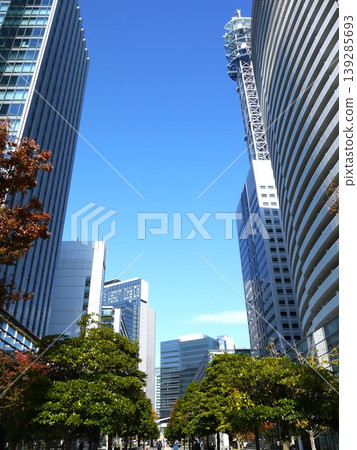 Street trees standing tall in the city skyline Street trees standing tall in the city skyline 139285693