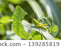 Patanga japonica 139285819