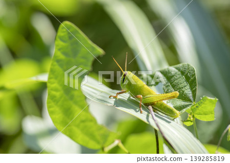 Patanga japonica Patanga japonica 139285819