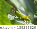 Patanga japonica 139285820