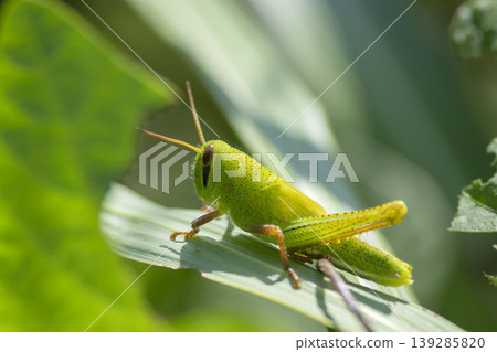 Patanga japonica Patanga japonica 139285820