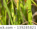 Patanga japonica 139285821