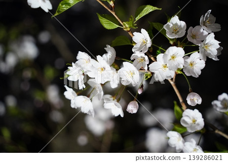 Close up of white cherry blossoms with fresh green leaves in spring. Close up of white cherry blossoms with fresh green leaves in spring. 139286021