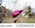 Close up of purple magnolia flower bud with raindrops in spring. 139286028