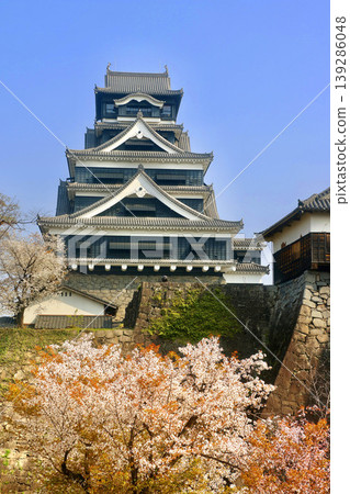 Kumamoto Castle, cherry blossoms and the castle tower (Kumamoto City, Kumamoto Prefecture) Kumamoto Castle, cherry blossoms and the castle tower (Kumamoto City, Kumamoto Prefecture) 139286048