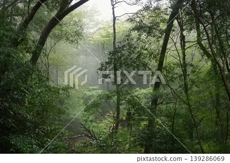 The lush, pristine forests of Yakushima, shrouded in mist – a mystical forest landscape. The lush, pristine forests of Yakushima, shrouded in mist – a mystical forest landscape. 139286069