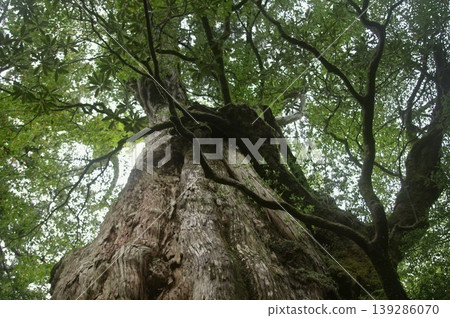 屋久杉樹展現出驚人的生命力，陽光透過樹葉灑下斑駁的光影。 139286070