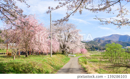 日中線紀念館,櫻花盛開,福島縣 日中線紀念館,櫻花盛開,福島縣 139286103