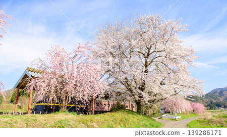 Nichu Line Memorial Museum: Cherry blossoms in full bloom and a snowplow train, Fukushima Prefecture Nichu Line Memorial Museum: Cherry blossoms in full bloom and a snowplow train, Fukushima Prefecture 139286171